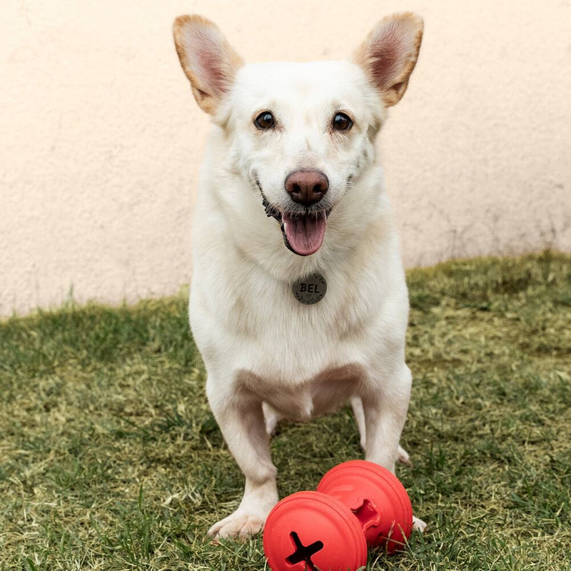 Roller SnaX: Brinquedo Interativo com Recompensas e Estímulo Mental para Cães